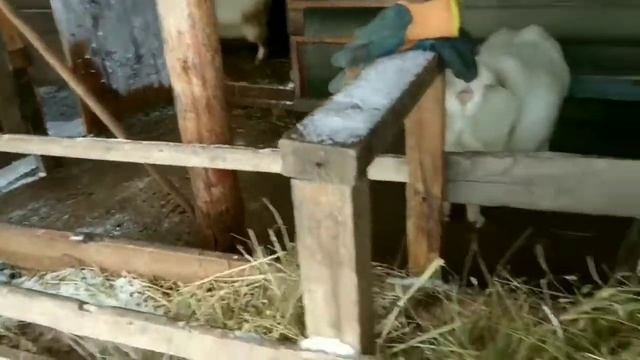 Несбывшиеся планы фермера или как жить крестьянину в России ? .... смотреть онлайн