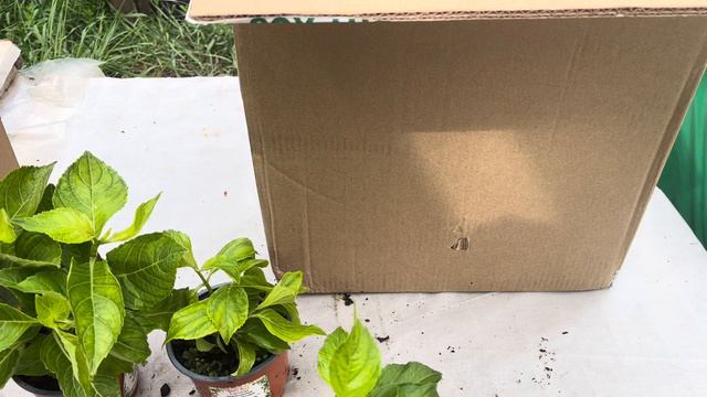 Распаковка посылки Опт-Хоз с крупнолистными гортензиями часть 2 смотреть онлайн