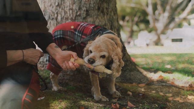 Cocker Spaniel Vs Cavalier King Charles Spaniel Which One Is Right For You