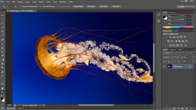 How To Use Zoom Tool In Photoshop CS6
