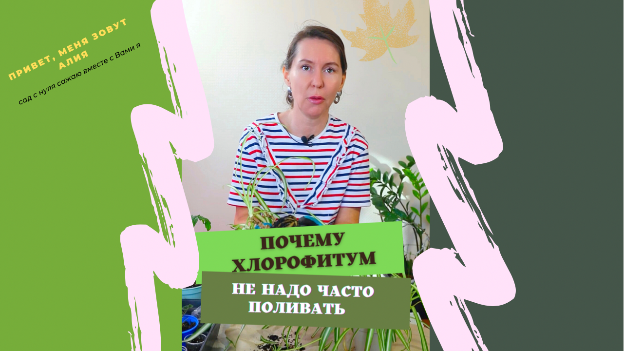 Почему хлорофитум нельзя много поливать.  #хлорофитум #цветывгоршках #уходзацветами #садовод #сад