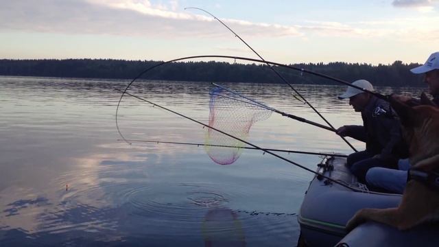 Рыбалка в ленинградской области, щука на опарыша смотреть онлайн