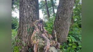 Универсальная маскировочная накидка. Сравнительный эксперимент. Особенности одевания.