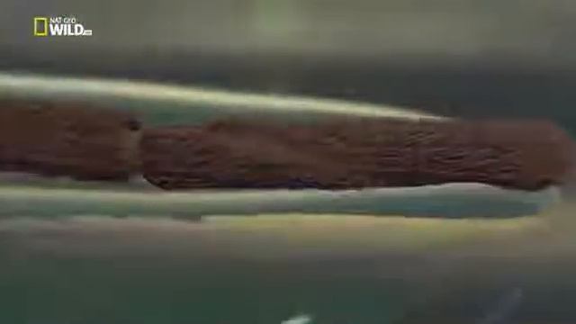 Удивительные насекомые Водомерка смотреть онлайн