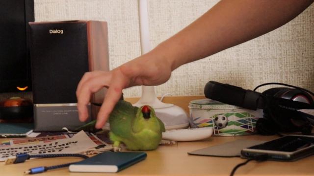 Попугай Рома кайфует :-)