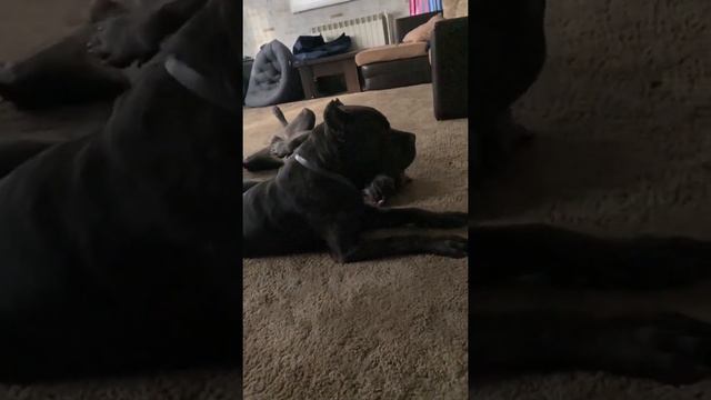 Тюлеши #tttt #cane #canecorso #канекорсо #canecorsoitaliano #канекорсоитальяно смотреть онлайн