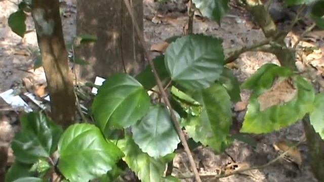 Hibiscus plant | Hibiscus Rosa Sinensis смотреть онлайн