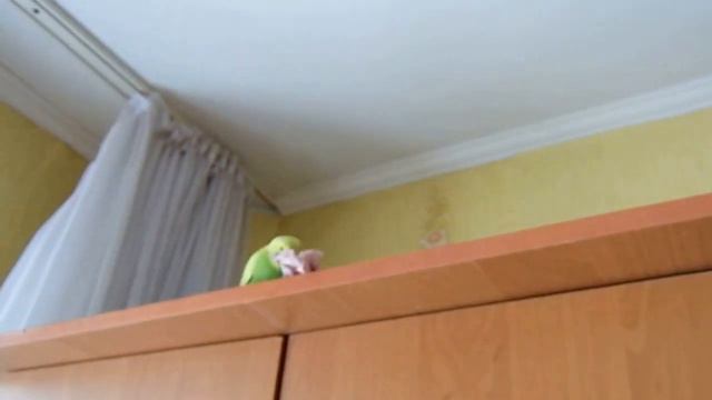 Попугай - пёсик. Волнистик Гоша. Попугай который живёт на шкафу. смотреть онлайн
