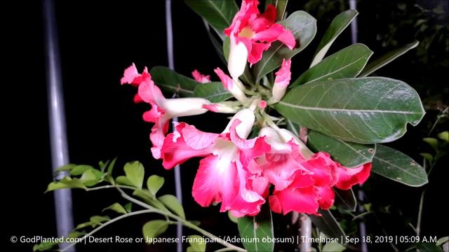 GodPlanted.com | Desert Rose or Japanese Frangipani (Adenium obesum) | Timelapse | Sep 18, 2019 смотреть онлайн