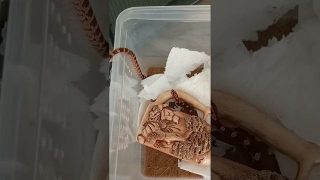 змея смотреть онлайн