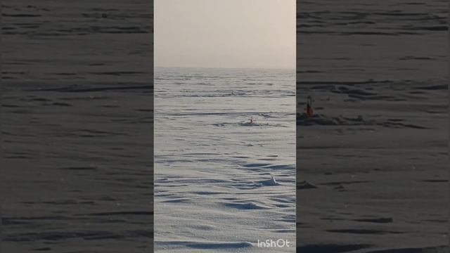 Зимняя рыбалка 2023. Глухозимье (озеро Казатово) смотреть онлайн