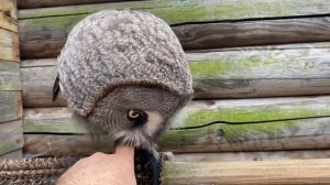 Сова Добрыня стащил камень