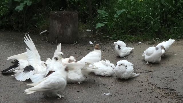Голуби Авакова Артура в Кисловодске! смотреть онлайн