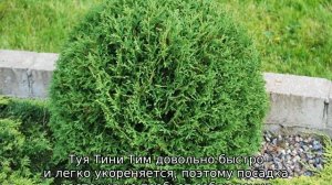 Туя Тини Тим: описание, посадка и уход