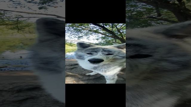 Акита тигровый смотреть онлайн