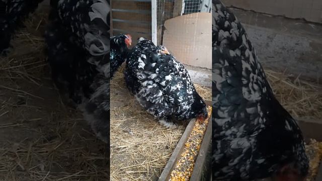 Кохинхин мраморный