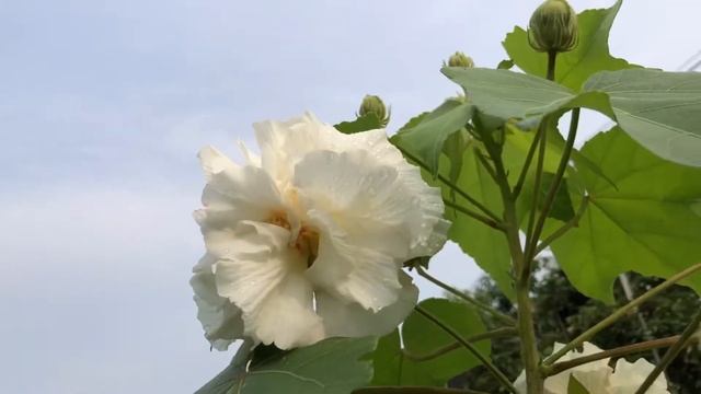 Hibiscus mutabilis Flower смотреть онлайн