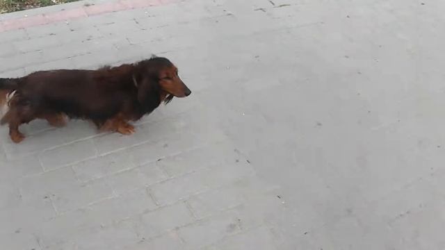 Непонятно породы такса. смесь с лахматыми породами.. смотреть онлайн