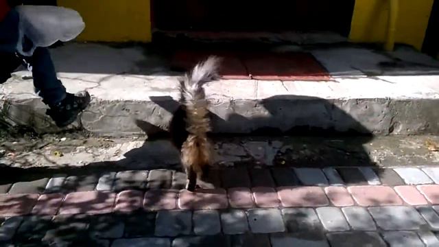 Самая красивая беспородная кошка.