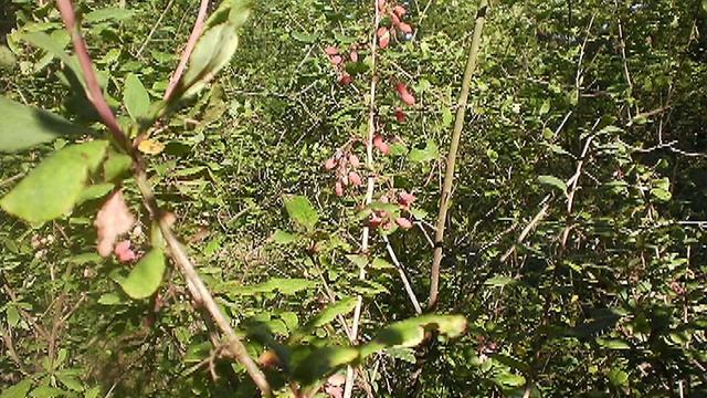 Эффекты солнечных лучей 10 Aug 2018 ping смотреть онлайн