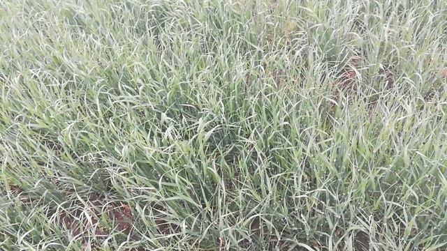 Фунгицид, инсектицид озимая пшеница смотреть онлайн