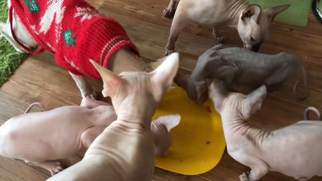 Бюджетный паштетик ? для кошек! Мои Канадские Сфинксы? от него в восторге! смотреть онлайн