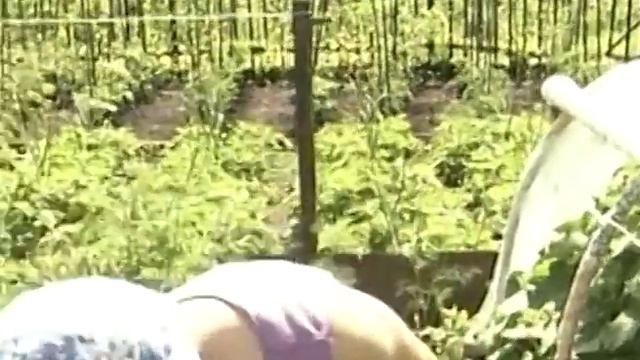 Народные средства борьбы с муравьями. Петрушка от муравьев в огороде смотреть онлайн