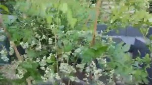 Выращивание голубики и брусники в горшках, контейнерах, урожай.