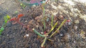 Удаляю побеги у роз после пересадки .Какие и зачем.