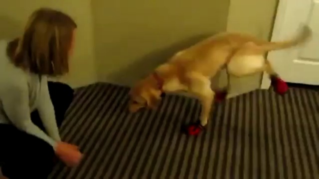 Собака в обуви смотреть онлайн