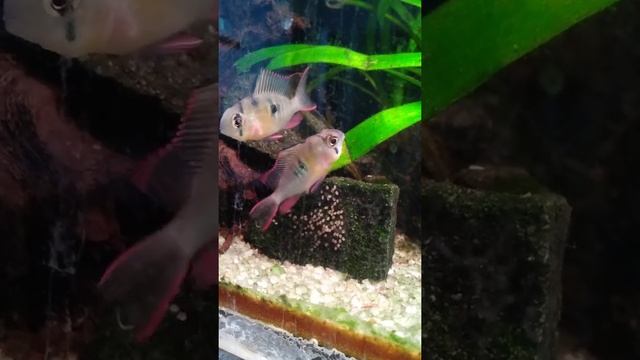 Боливийская бабочка (Mikrogeophagus altispinosus) смотреть онлайн