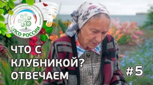 #5  ЧТО С КЛУБНИКОЙ??? ФИТОФТОРОЗ КЛУБНИКИ.