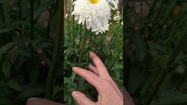 Нивяник Фиона Гогхилл