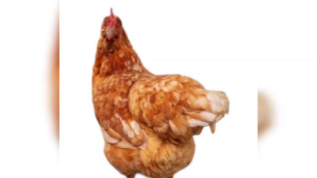 animals in english for kids . Pets. Домашние животные на английском языке и произношение смотреть онлайн