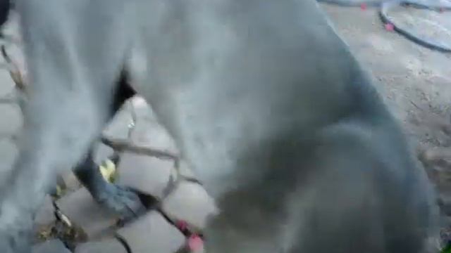 Dante ( grey weimaraner) y Uma (blue weimaraner) jugando en casa смотреть онлайн