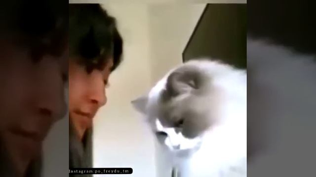 Кот ударил по лицу😅 смотреть онлайн