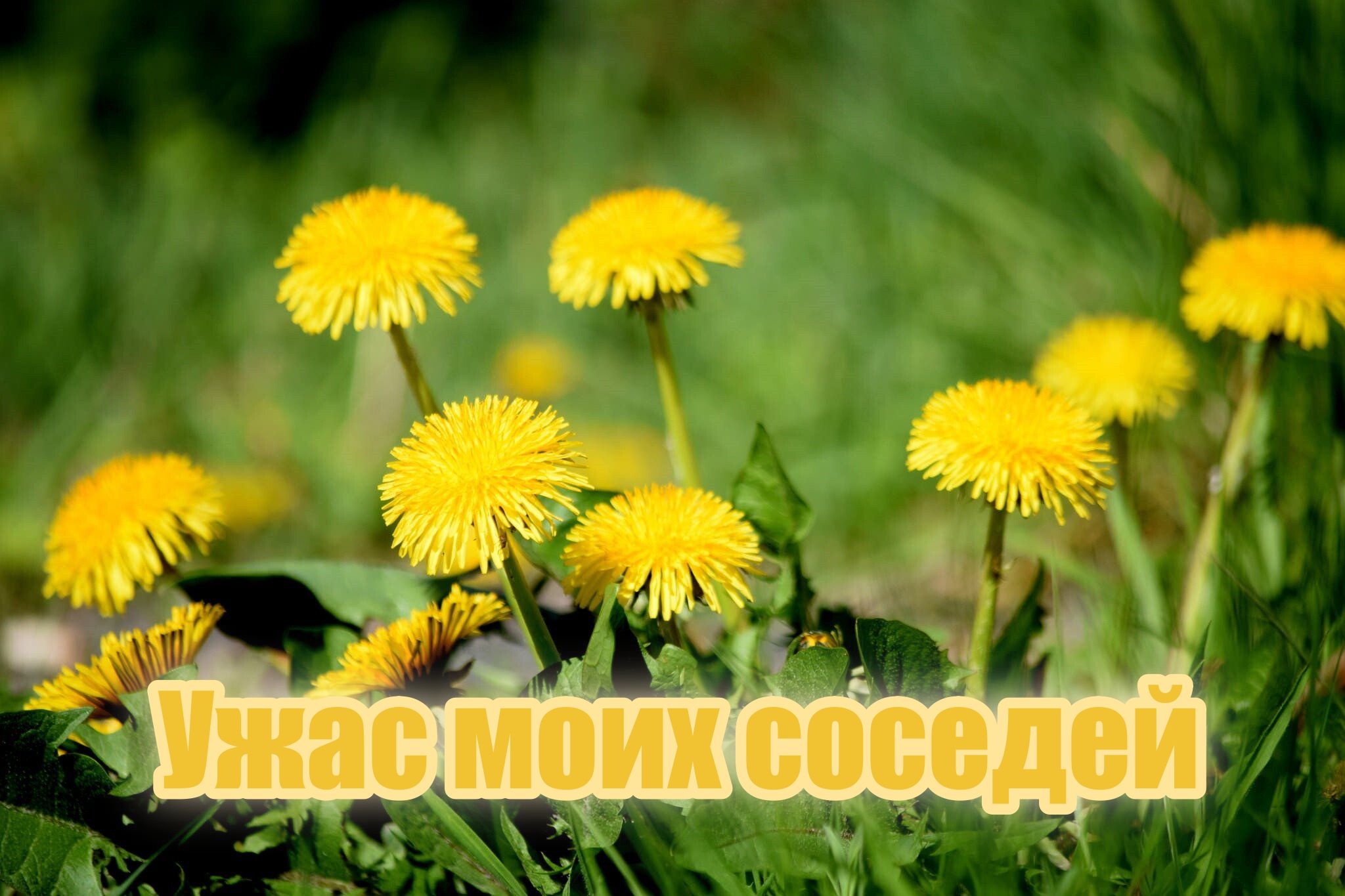Одуванчик смотреть онлайн