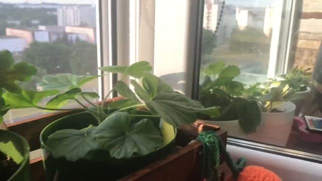 Приобрела черенок цветущий розебудной пеларгонии Survivor Idols Rosalinda смотреть онлайн