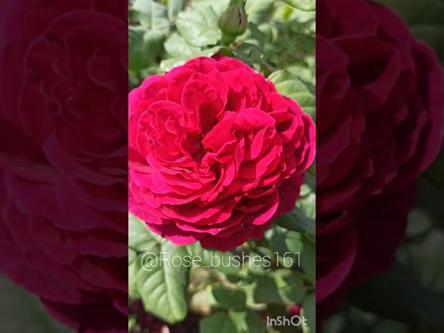 Астрид Графин фон Харденберг Astrid Grafin von Hardenbergруппа: Шрабы (Modern Shrub) rose-bushes.ru смотреть онлайн