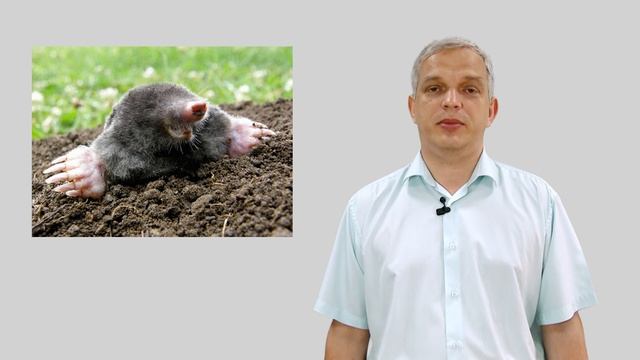 Чем питаются ежи, кроты и бобры смотреть онлайн