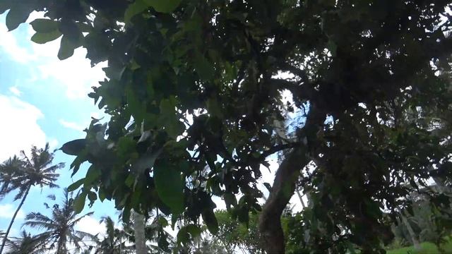 Пять водопадов на юге острова Бали Тегенунган , Канто Лампо , Гит Гит , Тибумана и Тукад Чепунг смотреть онлайн