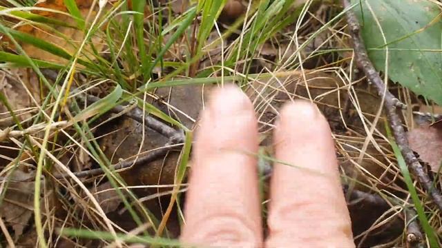Сбор грибов в Псковской области. Кап. Сувель смотреть онлайн