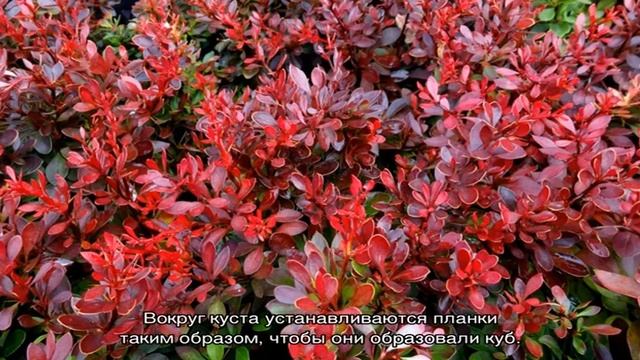 Барбарис Багатель — описание, посадка и уход смотреть онлайн