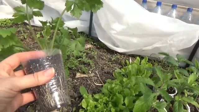 Как вырастить хорошую рассаду сельдерея