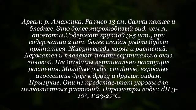 Аквариумная рыбка Аностомус тернеца смотреть онлайн