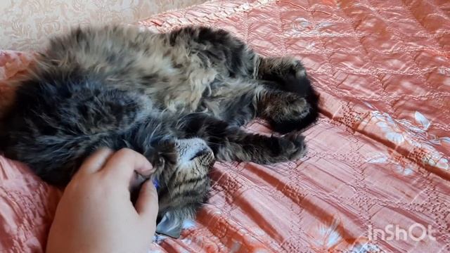 Худею с большого веса?//Тарелочки за день?//Пора завязывать?//Влог худеющей?//Наша королева Бонита? смотреть онлайн