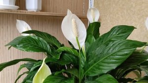 Женское Счастье (Спатифиллум) Как Вырастить Большое Растение