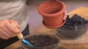 ПЕРЕСАДКА Декабриста. Как правильно пересадить  шлюмбергеру. Когда нужна пересадка!