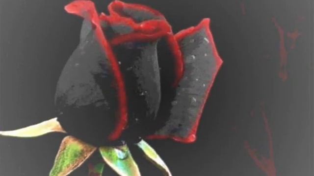 Obii the dance смотреть онлайн