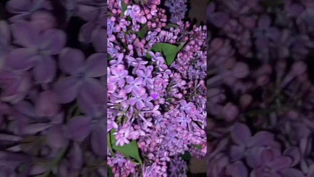 #сирень #temnota #love смотреть онлайн